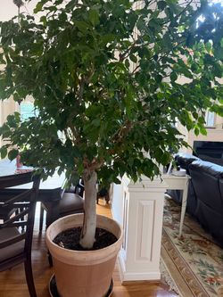 Large Indoor Ficus Tree in Pot