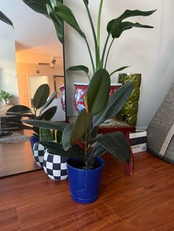 Rubber Fig Plant