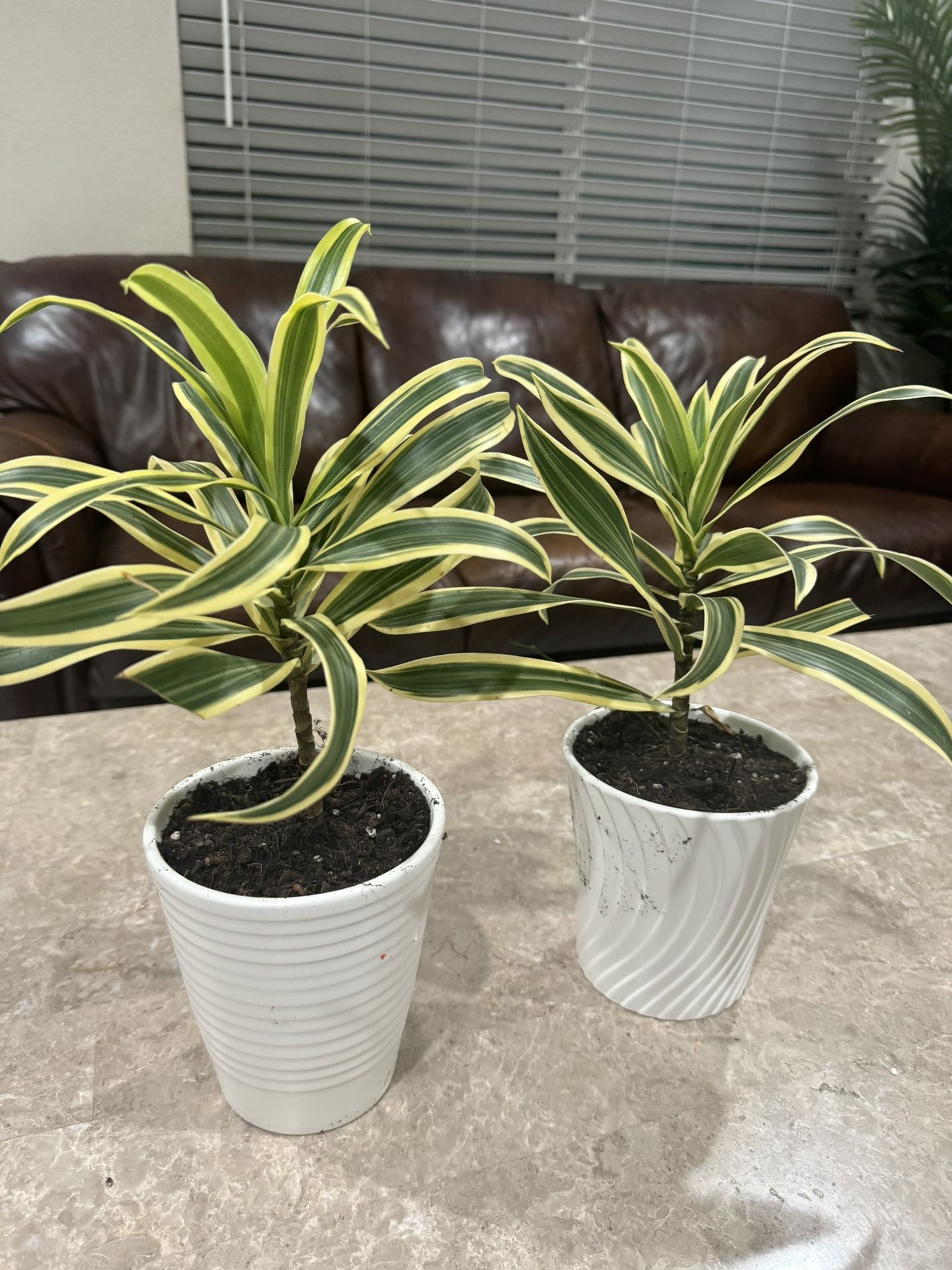 Dracaena Song Of India In Ceramic Pot 15$ Each