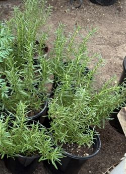 Rosemary Plans $10 Each Price Firm 