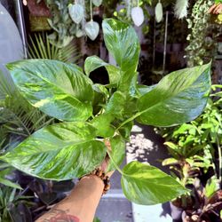 4” Pothos ‘Golden’ $14.99💚💛💚