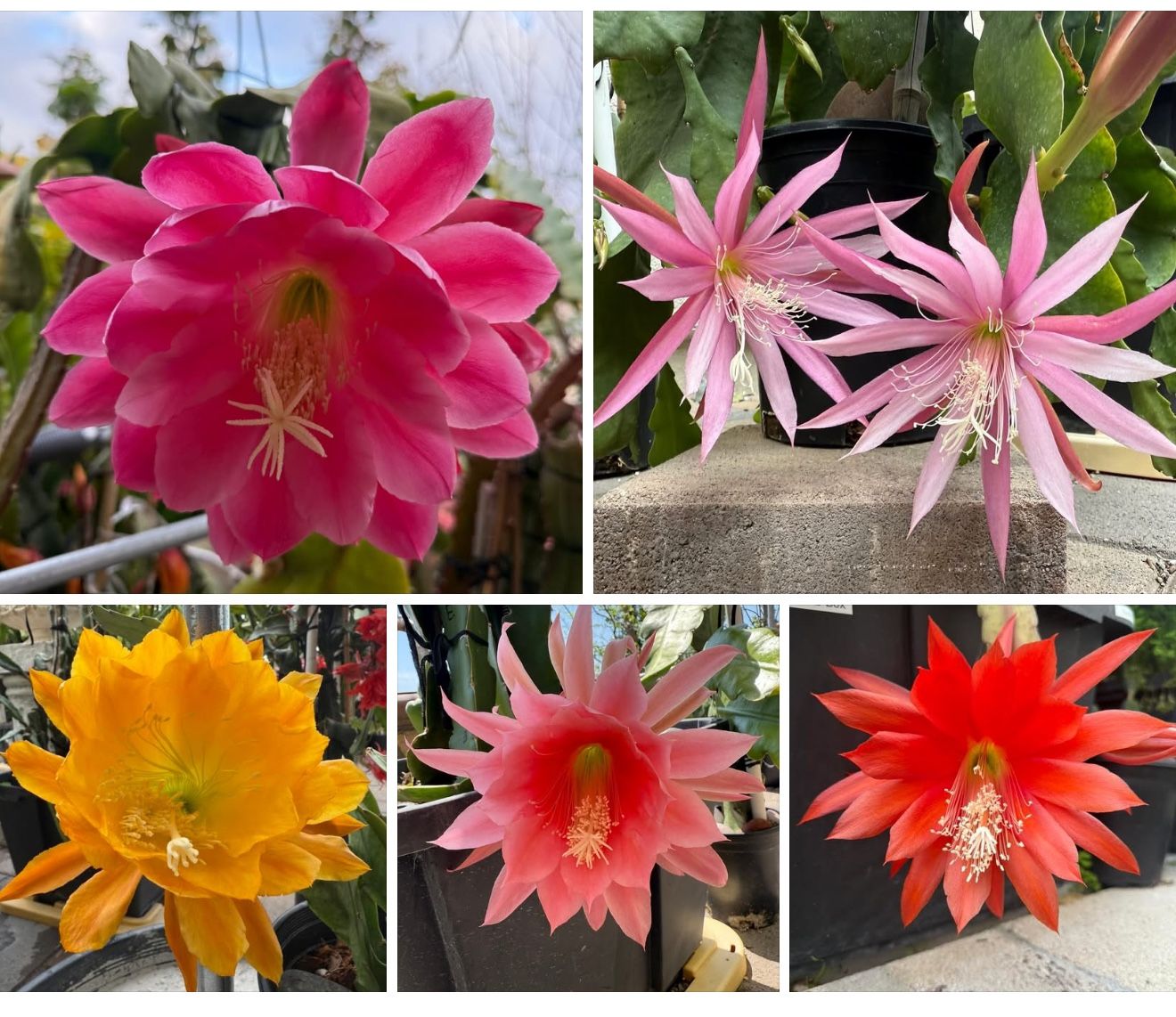 4 Random Epiphyllum Combo Cuttings