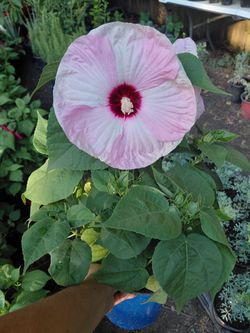 Hibiscus