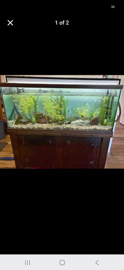 60 gallon aquarium,  aquatic turtle accessories.