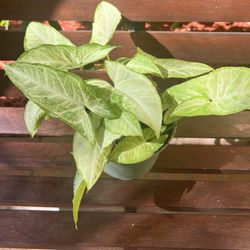 Arrowhead Plant 🪴 