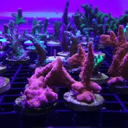 Coral Frag Decorations 
