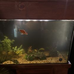 60 GALLON FISH TANK