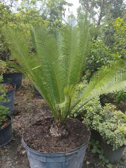Mexican cycad palm 25gl $550