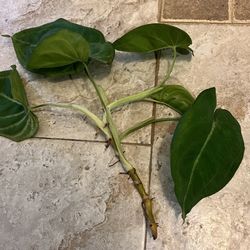 Syngonium  Ice Frost Plant Cutting With 6 Leaves
