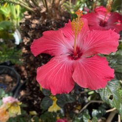 Hibiscus Flower $38 Each