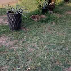 So many different plants available for purchase