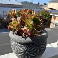 Succulents In Nice Pot