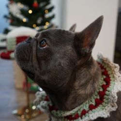 Crochet Pet Collar