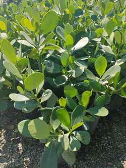 Clusia Hedges 3gl $4.50