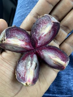 Star Apple Fruit Tree For Sale
