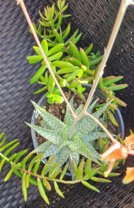 Large Succulents Potted