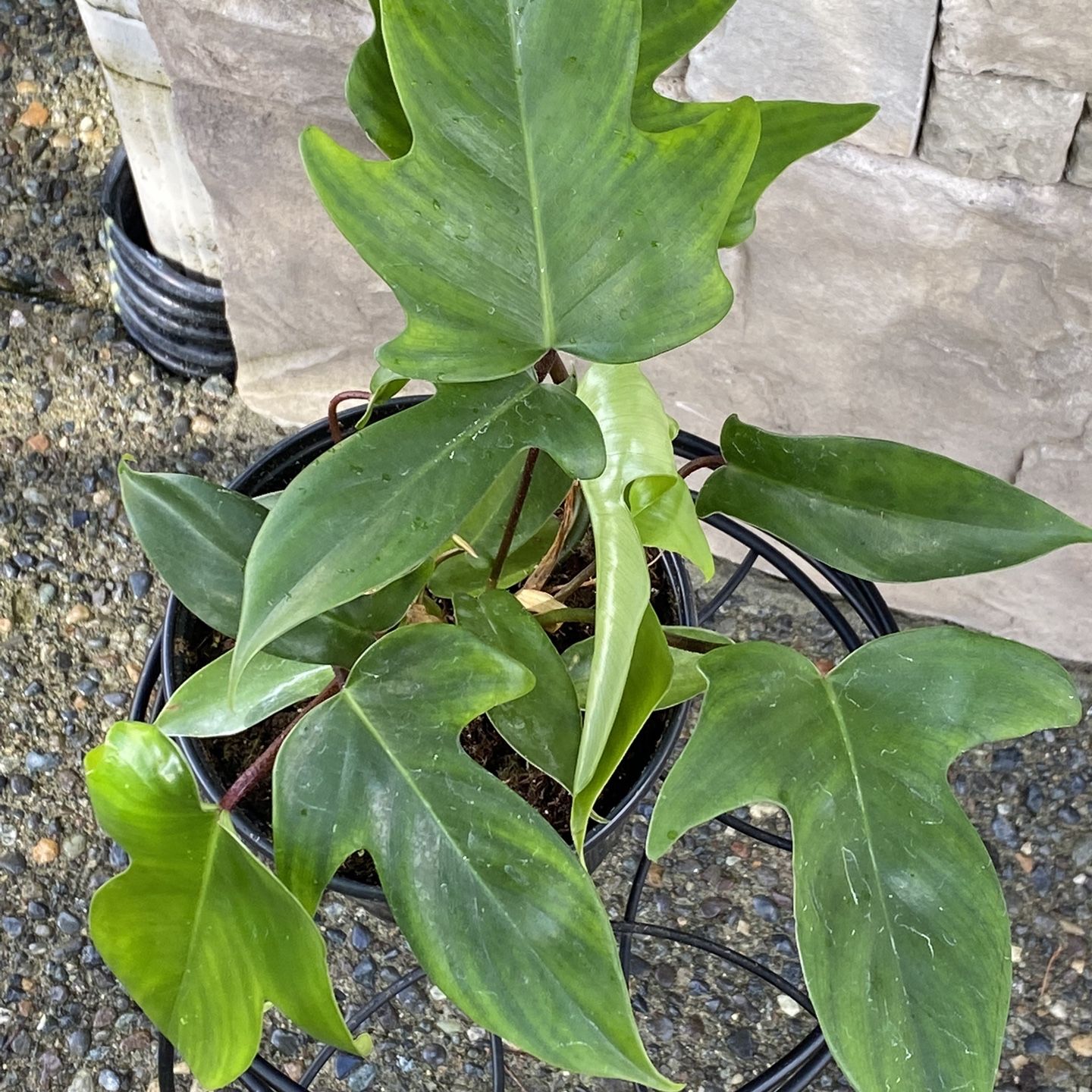 philodendron glorios Philodendron gloriosum (medium)  Ecuagenera Orqudeas del Ecuador