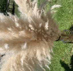 5 Stem Pampas Grass 4ft