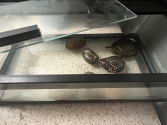 Small Glass Terrarium with Rocks
