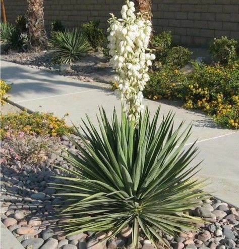 Yucca Plant