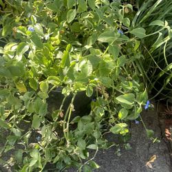 Plant With Blue Flower 