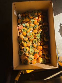 Persimmon/ Home Grown