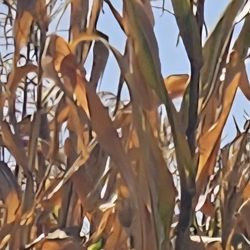 Milpa Seca Para Decorar HALLOWEEN.   