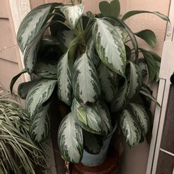 Chinese Evergreen