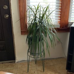 Dracaena Marginta Plant With Stand 