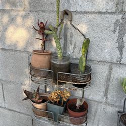 Basket Of Plants 20 Dlrs