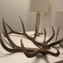 Elk antlers 