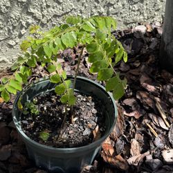 Curry Leaf Plants 10$ Each 