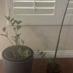 Indoor/Outdoor Plants