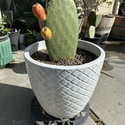 Nopal Cactus Fruiting  In Large Ceramic Pot - Prickly Pear (tunas)