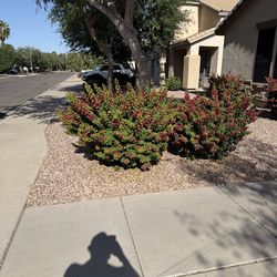 Mature Bougainvillea Plants – Established, Healthy – You Dig