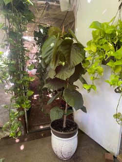 Specialty/rare*** ~5ft huge leaf Ficus Umbellata, white ceramic pot not included; exact plant