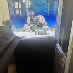 60 Gallon Fish Tank 