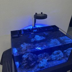 Reef Fish Tank 