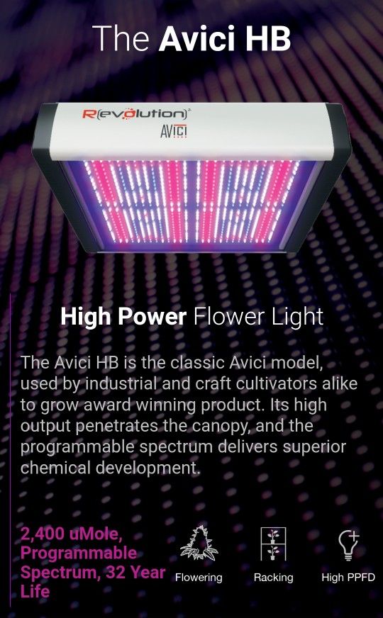 Revolution Avici LED