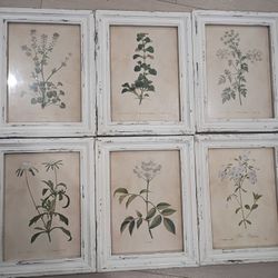 6 Flower Pictures