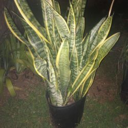 Snake Plant 