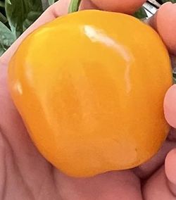 Large Organic Manzano AKA Rocoto Aka Apple Chili Pepper Plants!  2026 SEASON EARLY RELEASE! AVAILABLE NOW!