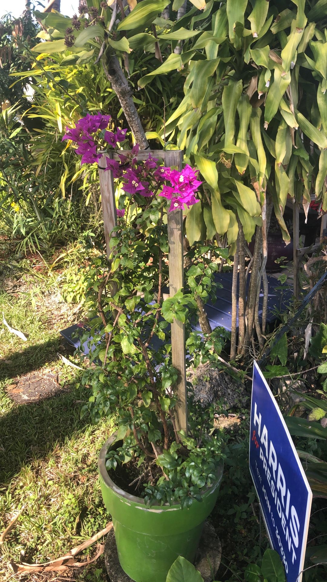 Purple Bougainville Potted With Trelliss 