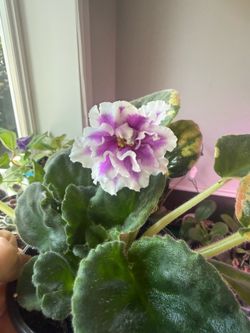 African Violet in pot blooming double bloom and double color