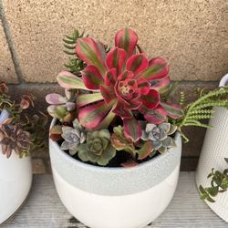 Succulent Arrangement 