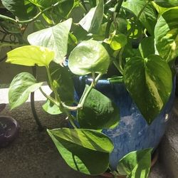 Beautiful Plant Plus 19" Plant Blue Ceramic Pot.