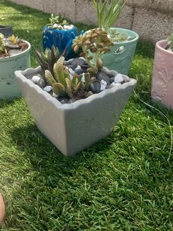 ****Sabrina's Succulents*****  ******Beautiful Succulents Any Occasion 