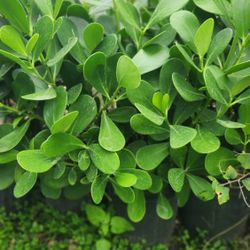 Beautiful Clusias Plants For Privacy!!! 3 Feet Tall!! Excellent Price!!! Fertilized 