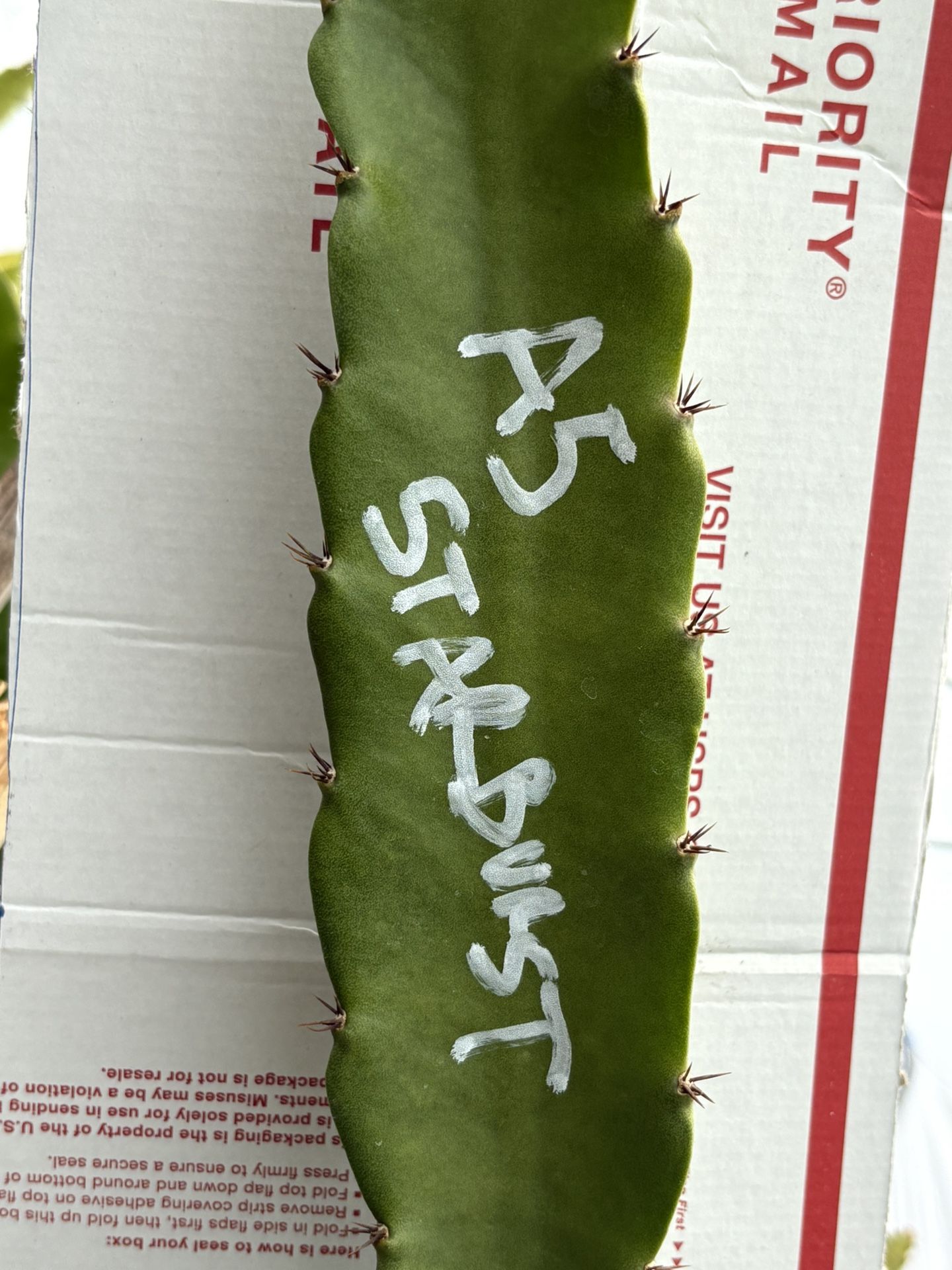 Dragon Fruit Starters Many Varieties Available