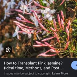 Pink Jasmin Plant 4in Pot